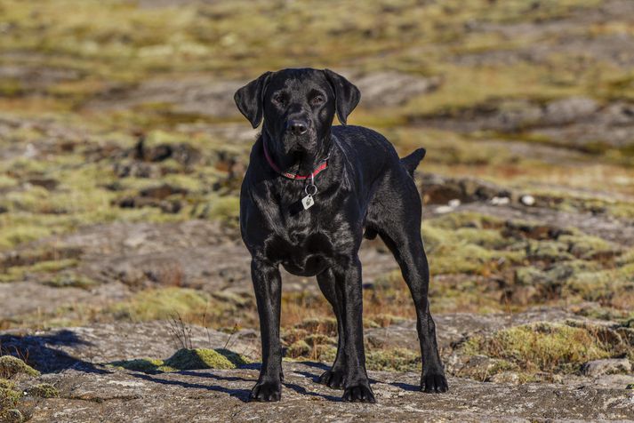 Þetta er Neró, tveggja ára gamall Labrador-hundur, sömu tegundar og sá hundur sem veiktist illa eftir gönguferð við golfvöllinn á Hvaleyrarholti.