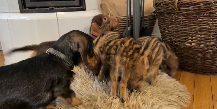 Nala að siða grísina til.