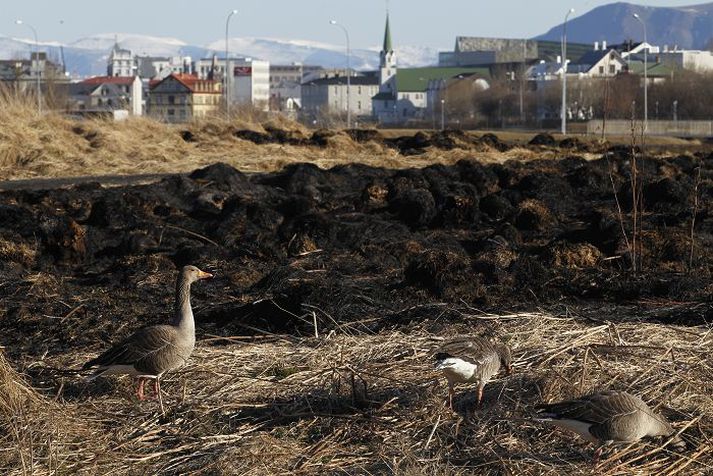 Meðlimir í Fuglaverndarfélagi Íslands hittast í Vatnsmýrinni í dag. 