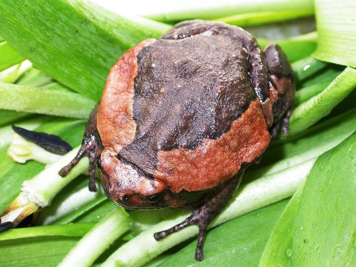 Froskurinn var talsvert stór, og með bleikar rendur á hliðunum.
Mynd/Erling Ólafsson