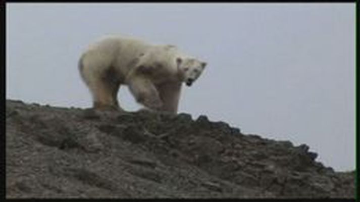 Í júní 2008 gengu tveir ísbirnir á land í Skagafirði.