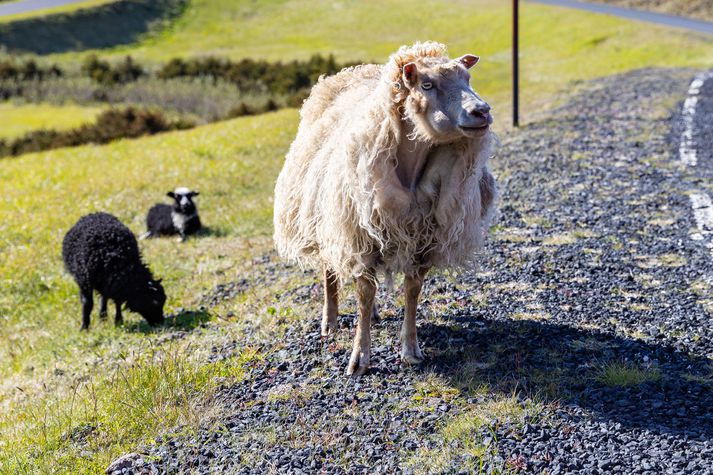 Aflífa þarf 720 fjár á Syðri-Urriðaá. Myndin tengist fréttinni ekki með beinum hætti.