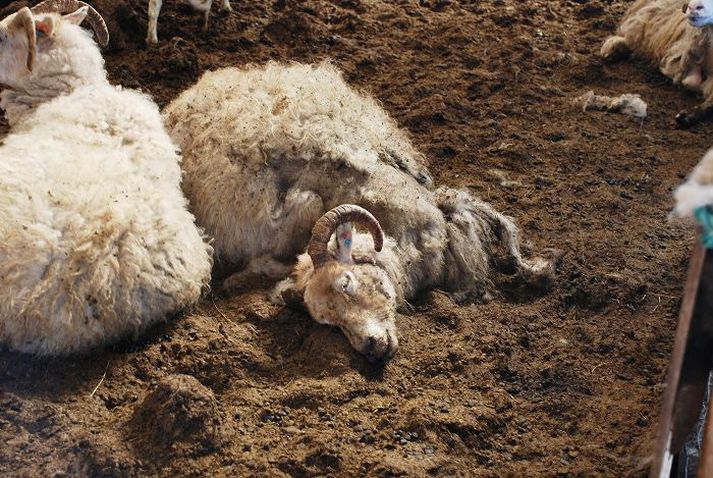 Á þriðja tug lambshræja og sjö kindahræ blöstu við augum dýralæknis, sem var í eftirlitsferð á býlinu Stórhóli sumarið 2009. Fyrra málið var höfðað í kjölfarið.