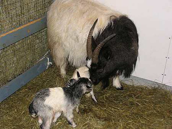 Úr húsdýragarðinum.