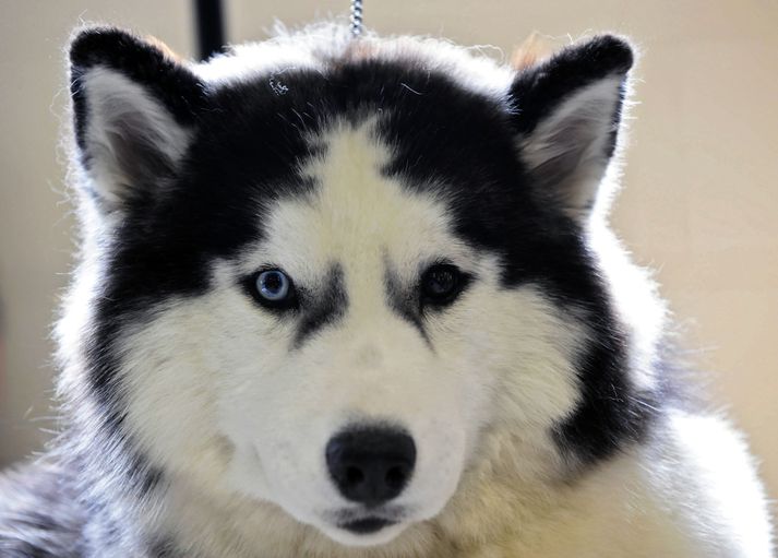 Síberskur husky. Mynd/ AFP