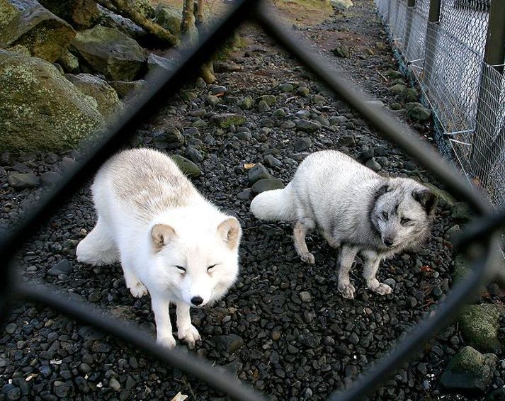 Refagreni er í nágrenni sumarbústaðalóða. Einn nágranni þeirra hefur ekkert við þá að athuga og segir þá mjög spaka. Myndin er tekin í Húsdýragarðinum.
fréttablaðið/gva