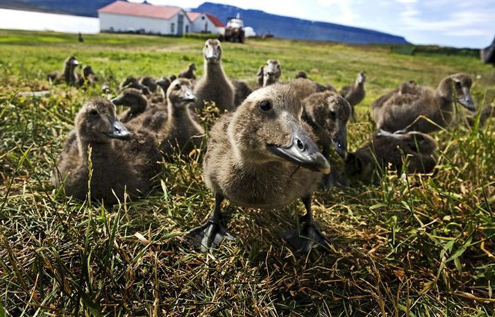 Æðarfugl hefur verið alfriðaður hérlendis síðan árið 1847.
