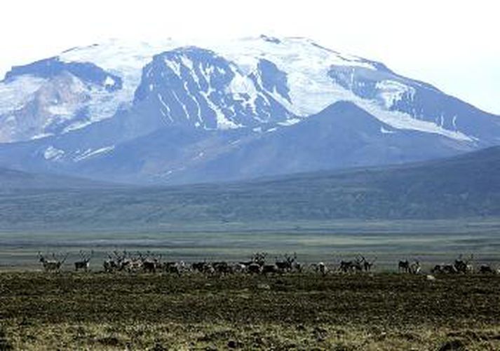 Hreindýr við Snæfell. Myndin er tekin í einni af ferðum gönguhópsins Augnabliks sem hefur skipulagt gönguferðir um landið sem hverfur.