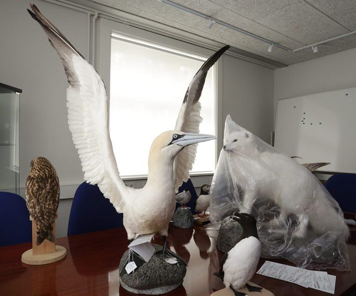 Stjórnir félaganna segja stöðu Náttúruminjasafns Íslands vera algerlega óásættanlega.