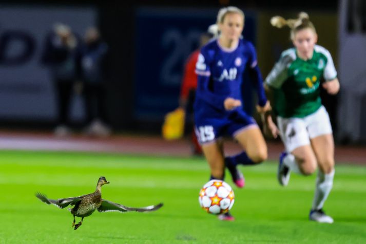 Öndin átti vængjum sínum fjör að launa.