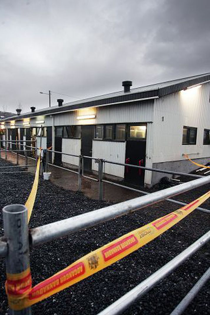 Hlúð er að hrossunum í húsi í Mosfellsbæ. Af ótta við smit hefur húsið verið girt af. Flest eftirlifandi hrossa eru á batavegi.