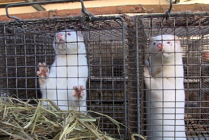 Minkar í búri á íslensku minkabúi. Verið er að slátra um 30.000 minkum frá fimm búum á Suðurlandi um þessar mundir. Myndin er úr safni og tengist efni fréttarinnar ekki með beinum hætti.