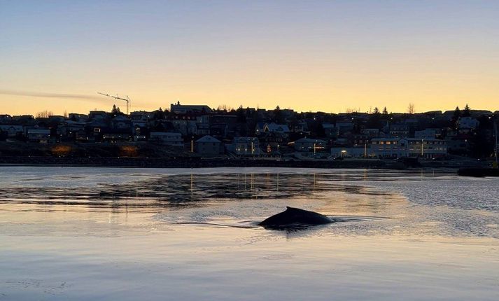 Hnúfubakurinn hefur vakið töluverða athygli.