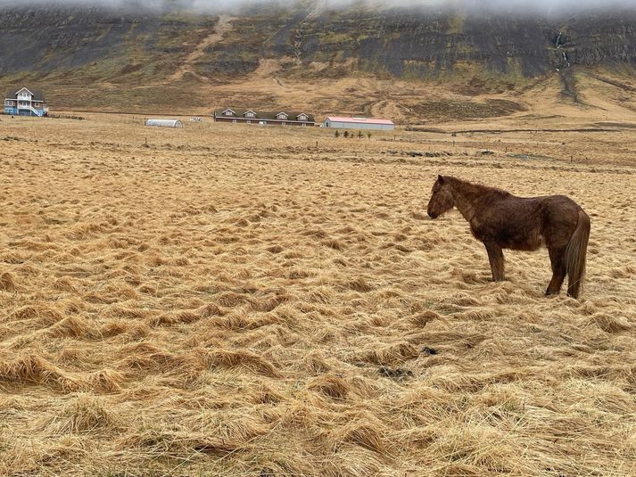 Dýravelferðarsinnar höfðu áður bent á aðbúnað hrossanna á bænum. Reynt var að ræna hrossinu í fyrrinótt og aftur í gærkvöldi, þegar það tókst.