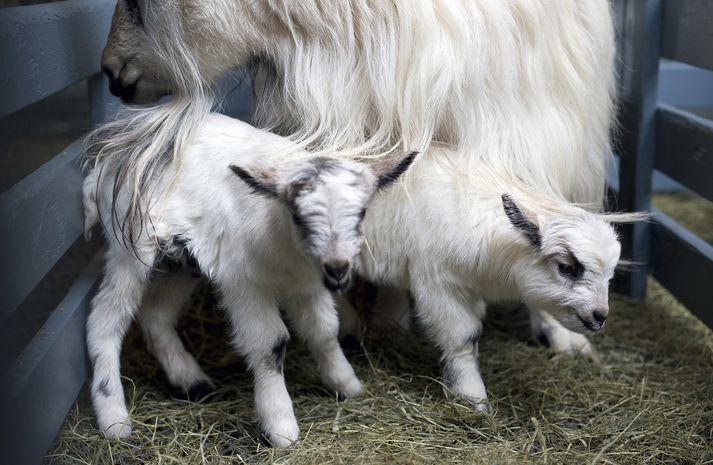 Fæðing kiðlinga er meðal vorboðanna í garðinum