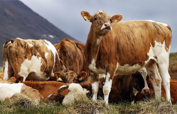 Guðlaugur Þór Þórðarson útilokar ekki að leggja fram frumvörp til breytinga á búvörukerfinu og er bjartsýnn á að þar sé hægt að taka skref fram á við.