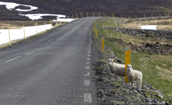Martha Sigríður Örnólfsdóttir, sauðfjárbóndi, þarf nú að fæða yfir tuttugu heimalinga á pelamjólk, eftir að mæður þeirra drápust.