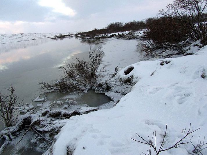 Trjágróður fellur ofan í Lagarfljót með bakkanum sem brotnað hefur austan við ána, til móts við flugvöllinn á Egilsstöðum. Aðsend mynd.