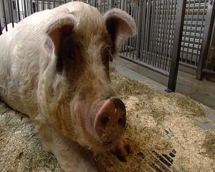 Svínabændur segja að nær sé að kalla flensuna Mexíkóflensu.