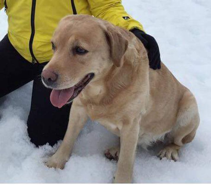 Fönn er ellefu ára gömul labradortík. Hún er ómerkt.