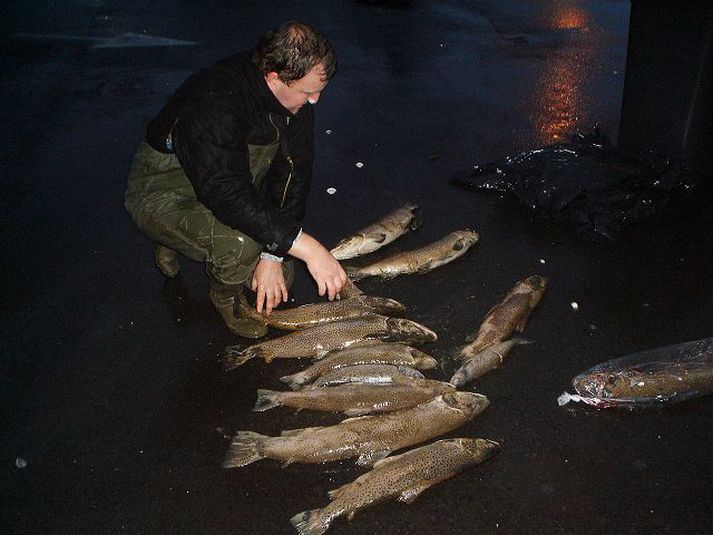 Klórlekinn er mönnum mikið áhyggjuefni en fiskur gengur þó af krafti í ána.mynd/veiðimálastofnun