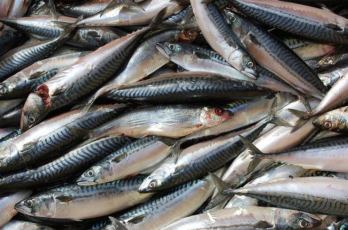 Norðmenn og ESB ætla sér meirihluta makrílaflans án tillits til annarra fiskveiðiþjóða. fréttablaðið/óskar