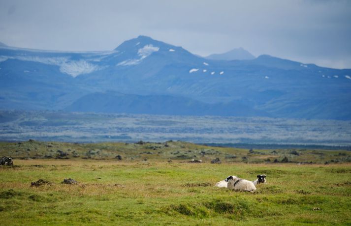 Fréttamynd