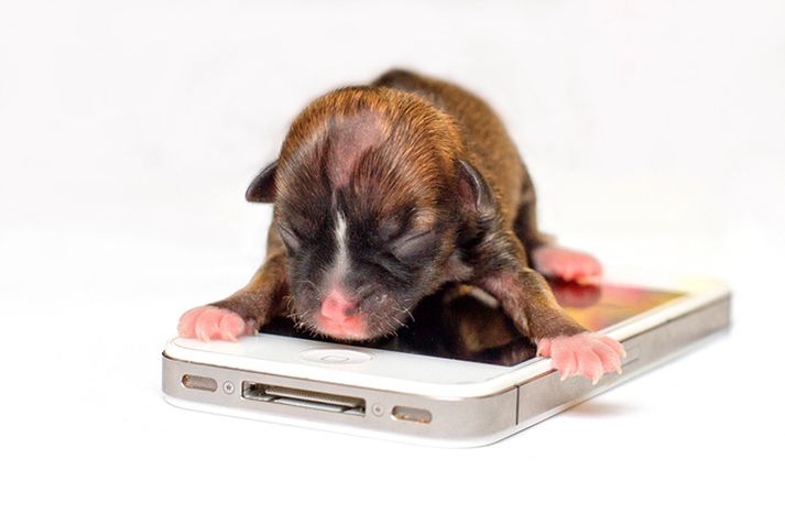 Beyonce er Dachshund-blendingur,