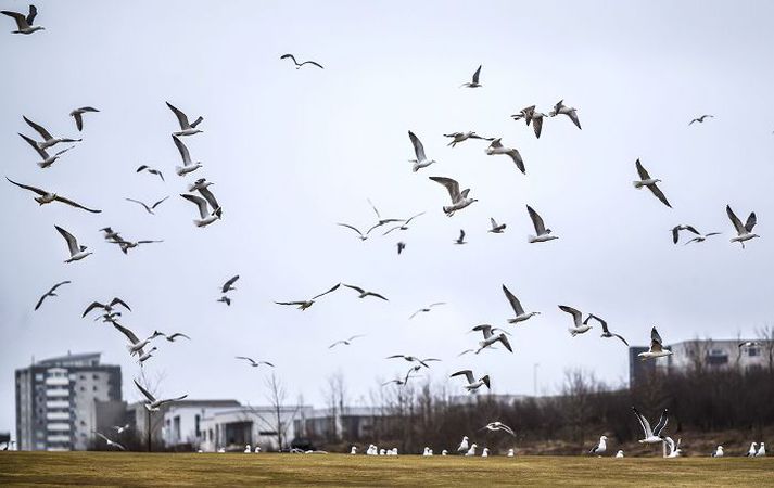 Mikið er af mávum á golfvelli í Kópavogi eftir að kjötmjöl var borið þar á.