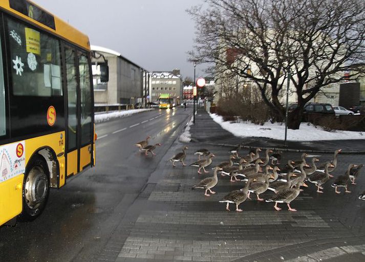 Ekki hafa borist fréttir af því að meira sé um að ekið sé á gæsir á flandri, enda virðast þær vanar bílaumferðinni þó ekki séu allar svo snjallar að nýta sér gangbrautirnar.Fréttablaðið/GVA