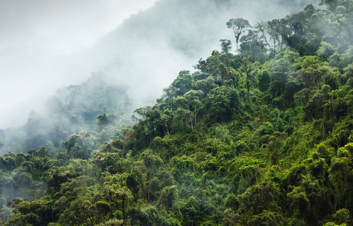 Skjálftamiðjan á að hafa verið á skógi vöxnu landsvæði í austurhluta Perú.