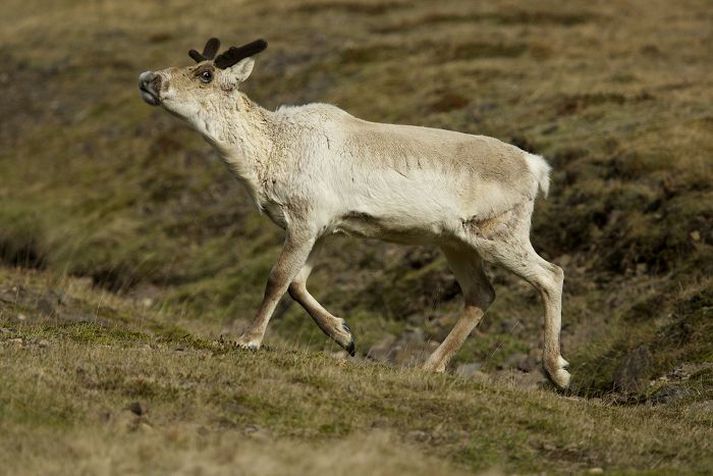 Hreindýramessa er haldinn í fyrsta sinn. Fréttablaðið/Vilhelm