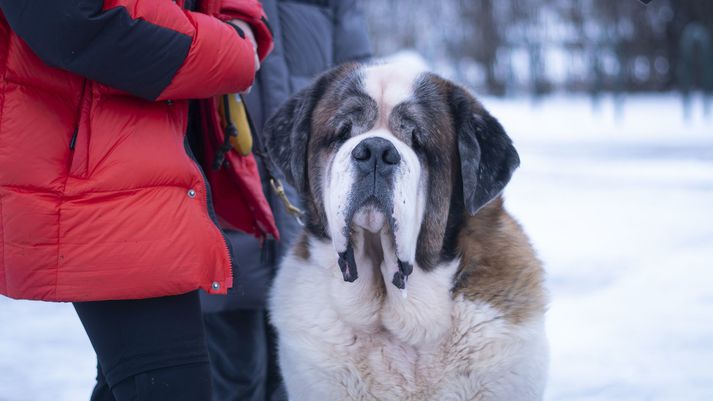 Benedikt Ídor eða Benni eins og hann er oftast kallaður er elsti St. Bernhards hundur landsins.