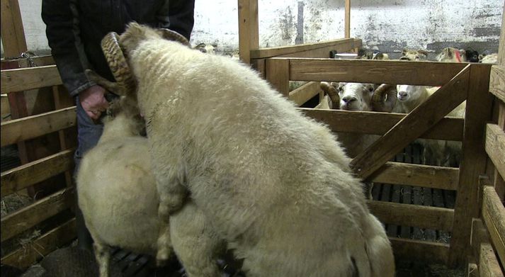 Fengitími stendur nú sem hæst í fjárhúsum landsins.