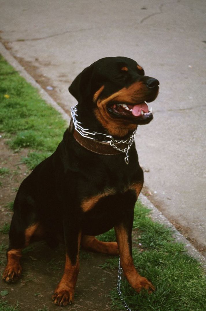 Rottweiler-hundur.