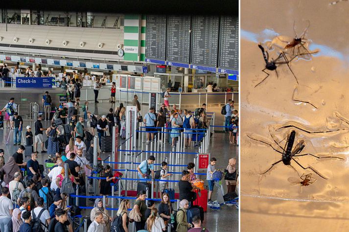 Gildrur hafa verið settar upp víðs vegar um flugvöllinn en samkvæmt umfjöllun BBC er verið að greina blóðsýni hinna smituðu til að ákvarða hvort þeir hafi smitast af einni moskítóflugu eða sex mismunandi moskítóflugum.