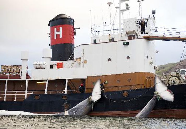 Hvalveiðum Íslendinga var mótmælt á ráðstefnu í Helsinki um helgina. Mynd/ AFP.