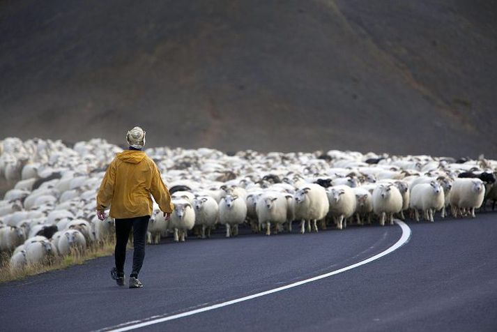 Eitthvað gæti Grábotni átt þarna, svona miðað við afköst.
Fréttablaðið/Vilhelm