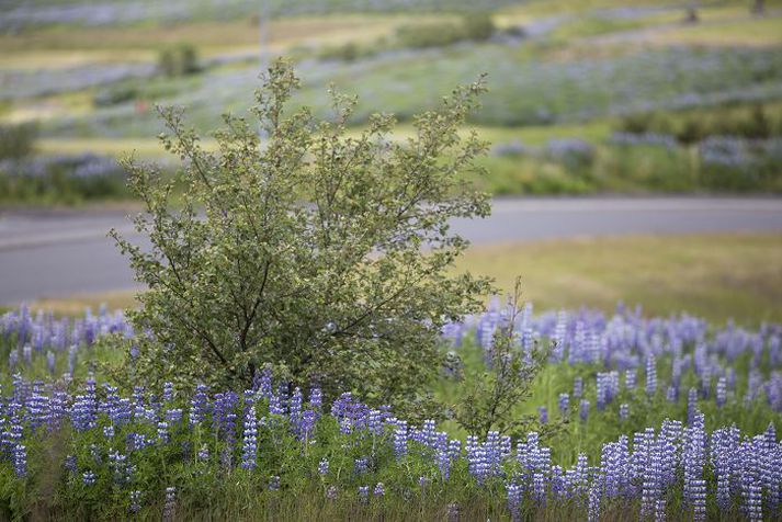Víðast hvar er lúpínan farin að vaxa mjög þétt upp að öðrum gróðri. Landgræðslustjóri hvetur fólk til að dreifa henni ekki.