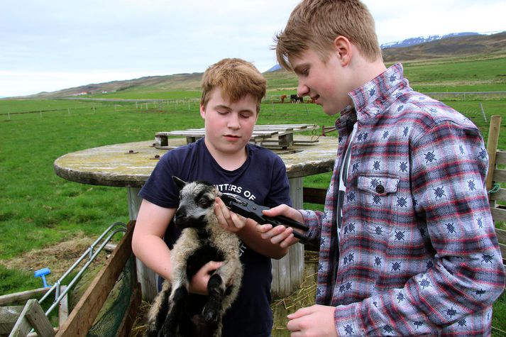 Indriði heldur á golóttu lambi og Óskar bregður tönginni á vinstra eyra þess en engin plata var í henni í þetta sinn svo ekki varð úr mark.