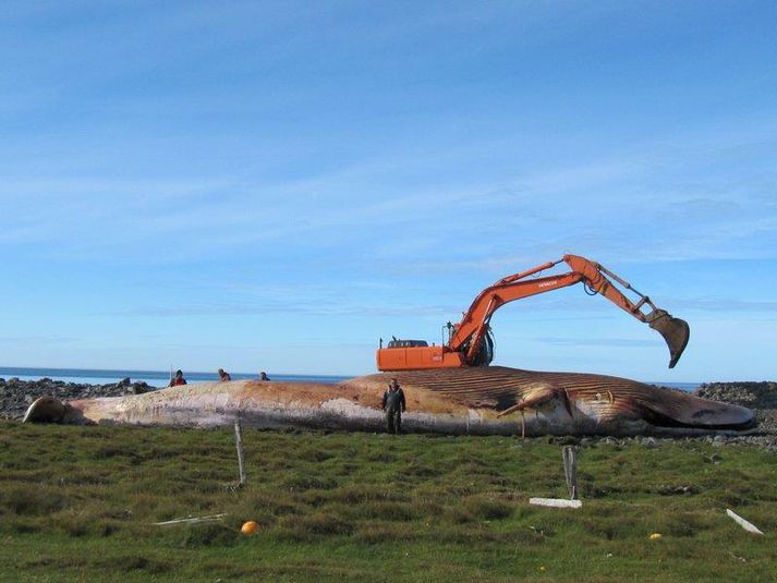 Steypireyðurin sem um ræðir rak á land í landi Ásbúða á Skaga í lok ágústmánaðar 2010.