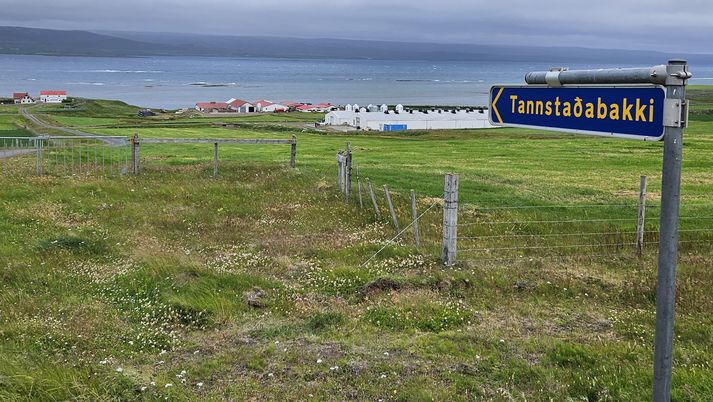 Þrífkelfingar voru að koma i heiminn á bænum Tannstaðabakka í Hrútafirði, sem er mjög sjaldgæft að gerist. Á búinu eru um 50 kýr og 190 nautgripir í heildina.