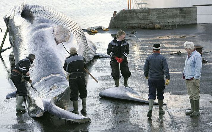 Mikið magn kolefnis er bundið í líkama stórhvela. Deyi dýrin og sökkvi í sæ eru líklegt að kolefnið verði bundið í hafinu árhundruðum saman. Séu hvalirnir dregnir á land losnar kolefnið hins vegar fljótt út í andrúmsloftið. Fréttablaðið/Vilhelm