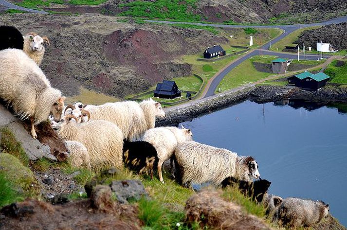 Heimaklettsfé Um þrjátíu kindur eru allt árið í Heimakletti. Útiganga fjár þar á sér aldagamla sögu.