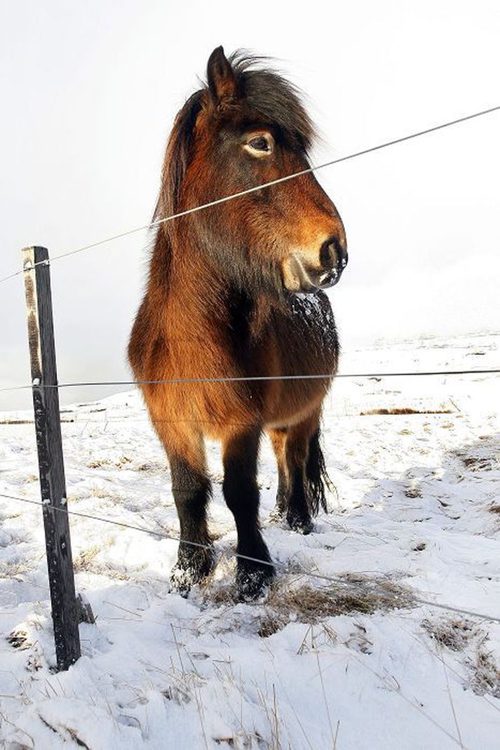 Smitist hross af svokallaðri hræeitrun eru góðar líkur á því að heyrúllur séu sýktar.