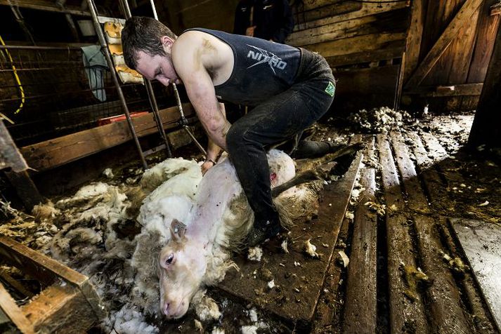 Breski rúningsmaðurinn sýndi fagmannlega takta þegar hann snaraði rollunni úr vetrarreyfinu.