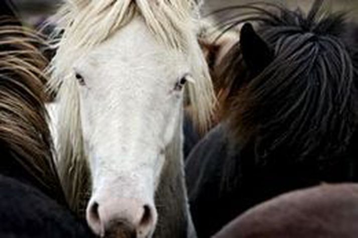 Íslenskir hestar. Mynd úr safni.