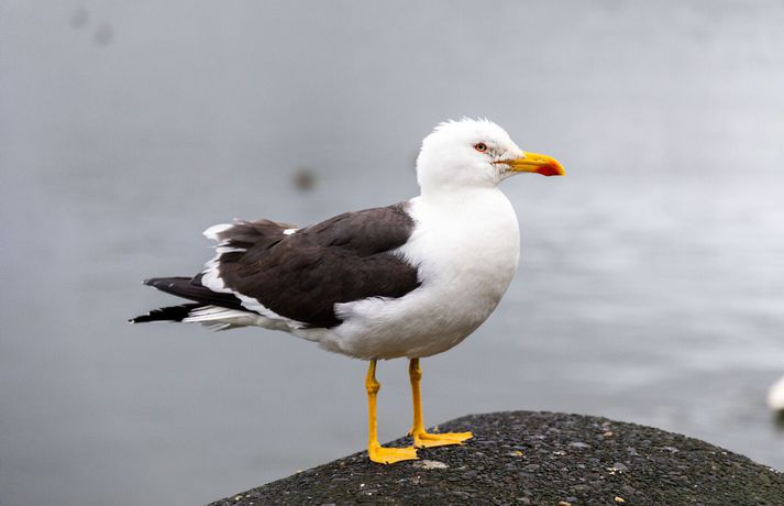 Fréttamynd