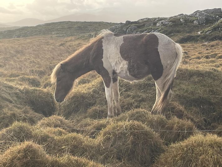 Feldurinn á þessum hest í Borgarfirði er í ansi slæmu ásigkomulagi eftir langa inniveru.