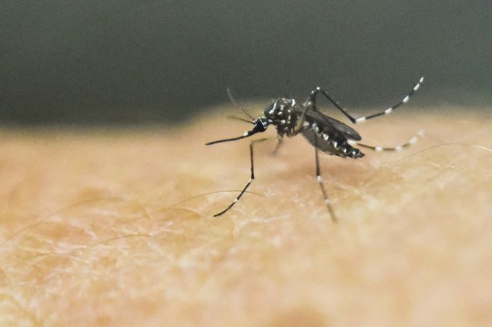 Zika-veiran breiðist út með moskítóflugum.